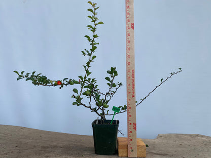 Red Chojubai in a 4" pot (CS4-15)