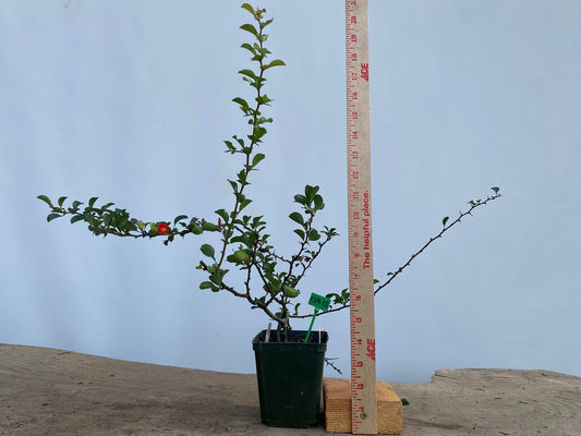 Red Chojubai in a 4" pot (CS4-15)