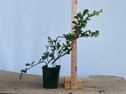 Red Chojubai in a 4" pot (CS4-15)