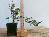 Red Chojubai in a 4" pot (CS4-18)
