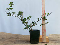 Red Chojubai in a 4" pot (CS4-18)