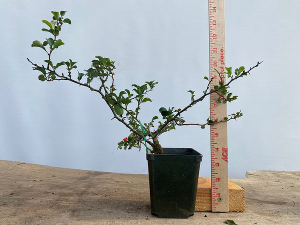 Red Chojubai in a 4" pot (CS4-18)