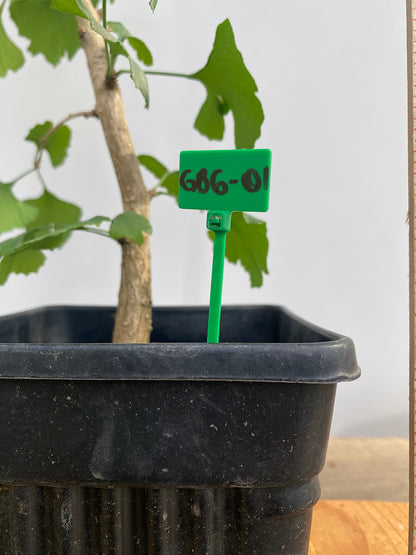 Ginkgo biloba in a 6" pot (GB6-01)