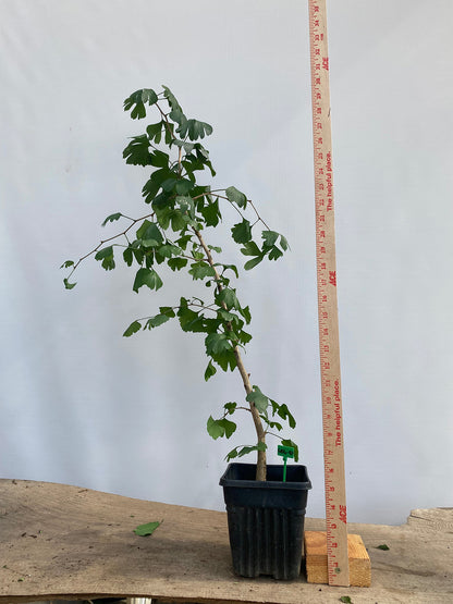 Ginkgo biloba in a 6" pot (GB6-01)