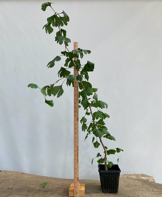 Ginkgo biloba in a 6" pot (GB6-01)
