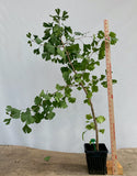 Ginkgo biloba in a 6" pot (GB6-02)