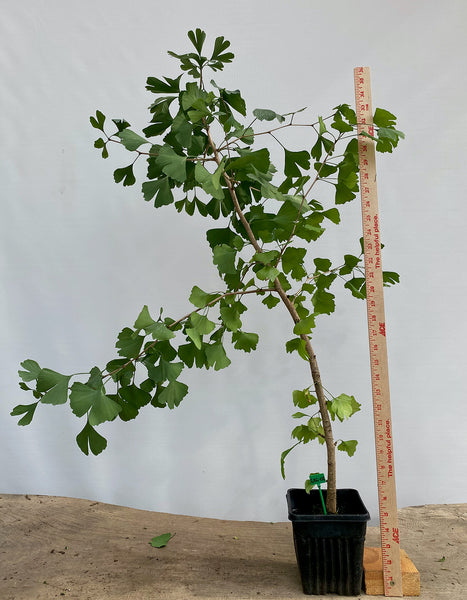 Ginkgo biloba in a 6" pot (GB6-02)