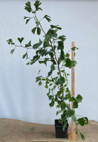 Ginkgo biloba in a 6" pot (GB6-02)