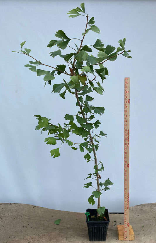 Ginkgo biloba in a 6" pot (GB6-05)
