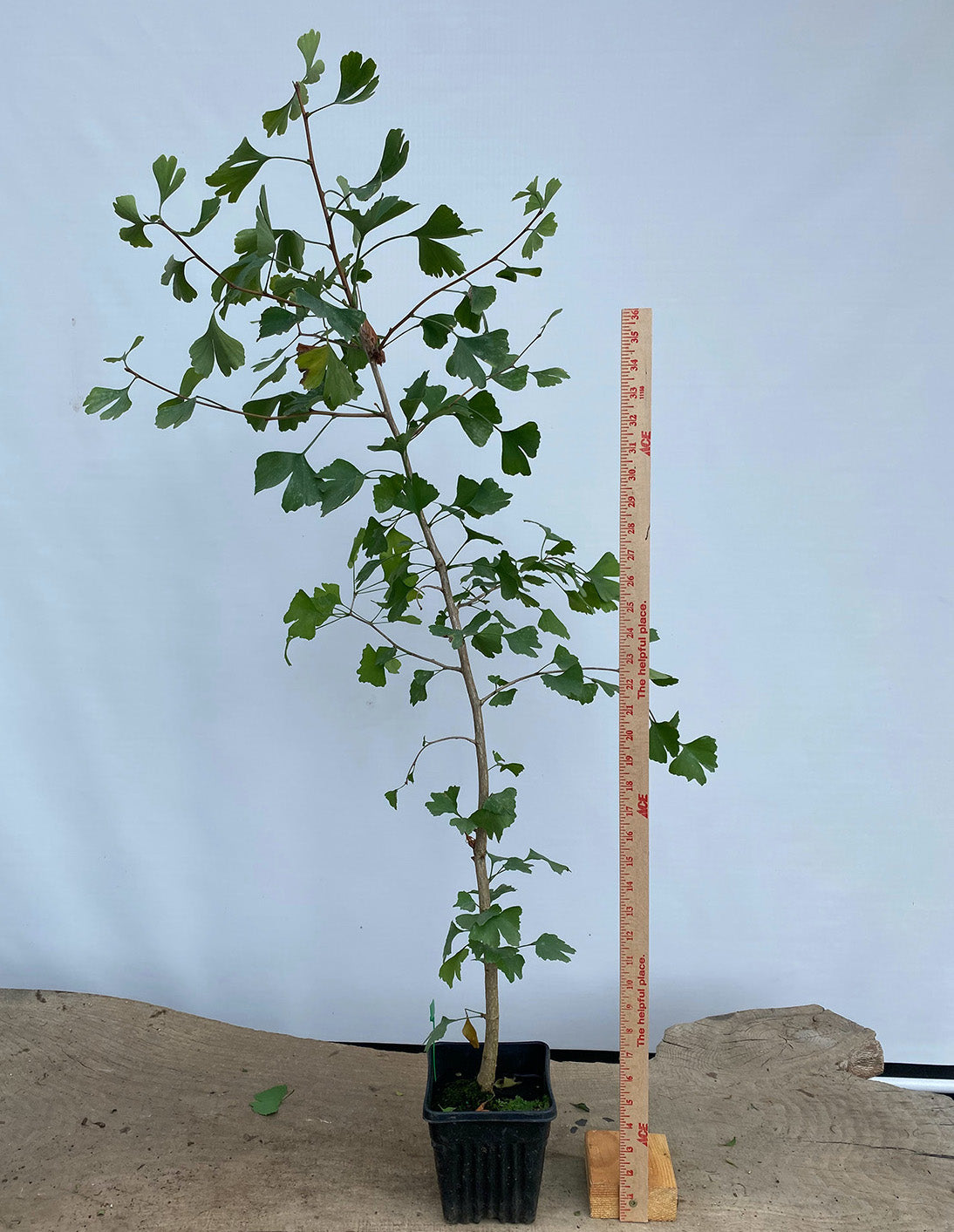 Ginkgo biloba in a 6" pot (GB6-05)
