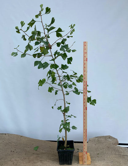 Ginkgo biloba in a 6" pot (GB6-05)