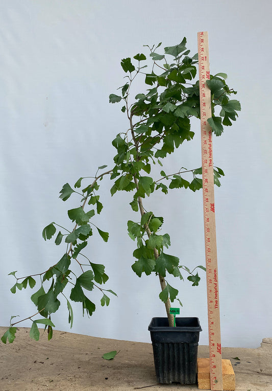 Ginkgo biloba in a 6" pot (GB6-03)