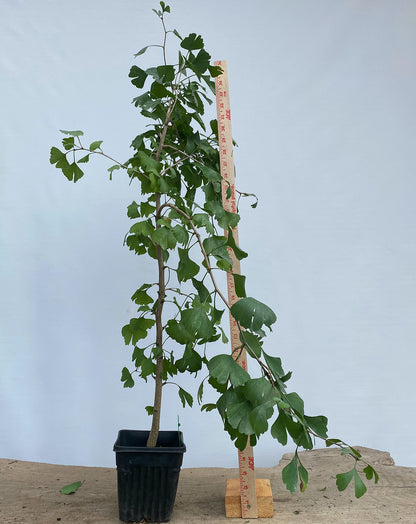 Ginkgo biloba in a 6" pot (GB6-03)