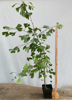 Ginkgo biloba in a 6" pot (GB6-06)