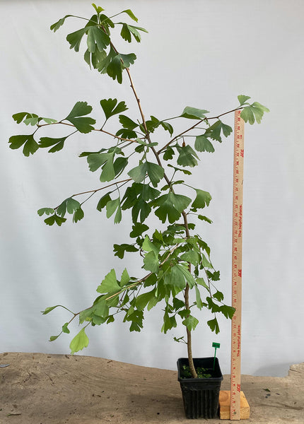 Ginkgo biloba in a 6" pot (GB6-06)