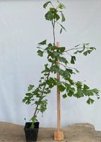 Ginkgo biloba in a 6" pot (GB6-06)