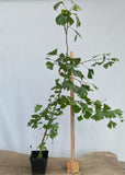 Ginkgo biloba in a 6" pot (GB6-06)