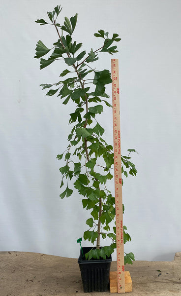 Ginkgo biloba in a 6" pot (GB6-04)