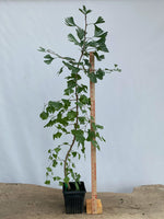 Ginkgo biloba in a 6" pot (GB6-04)