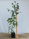 Ginkgo biloba in a 6" pot (GB6-04)