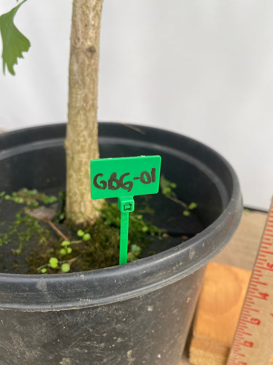 Ginkgo biloba in a gallon pot (GBG-01)