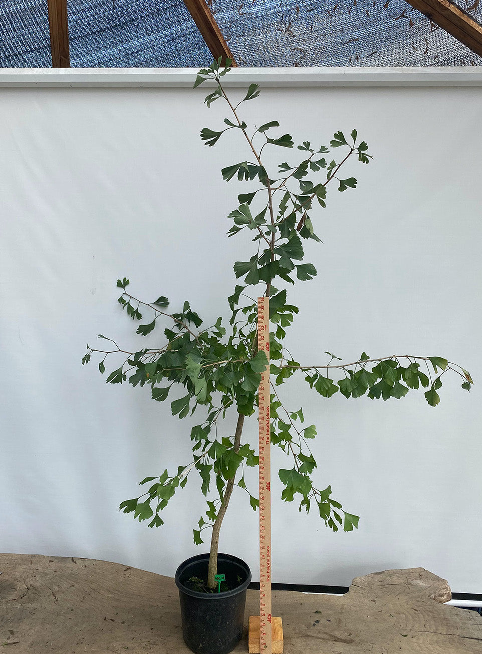 Ginkgo biloba in a gallon pot (GBG-01)