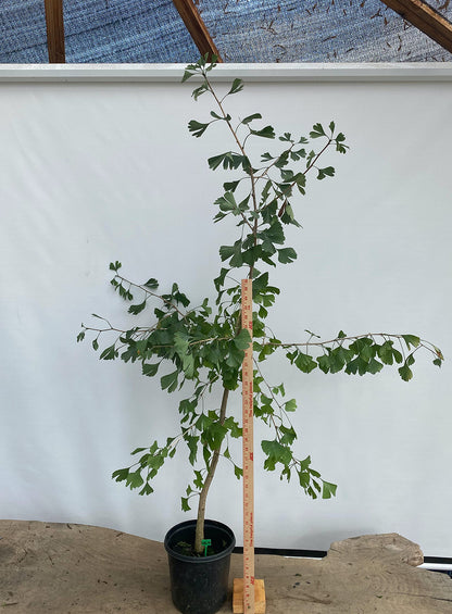 Ginkgo biloba in a gallon pot (GBG-01)