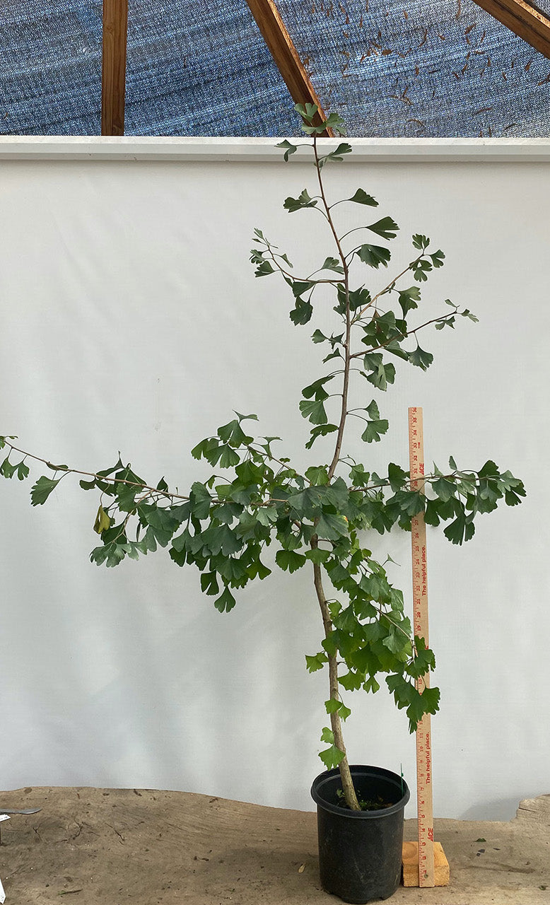 Ginkgo biloba in a gallon pot (GBG-01)