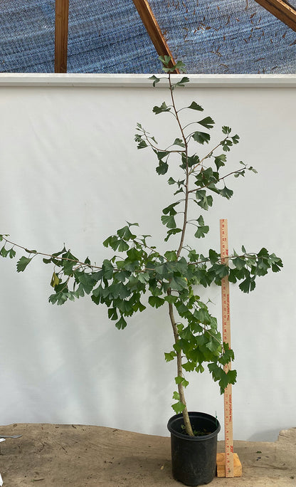 Ginkgo biloba in a gallon pot (GBG-01)