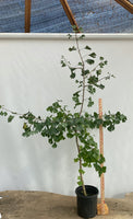 Ginkgo biloba in a gallon pot (GBG-01)