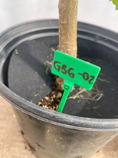 Ginkgo biloba in a gallon pot (GBG-02)