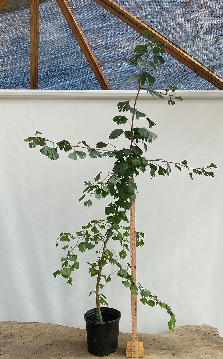Ginkgo biloba in a gallon pot (GBG-02)
