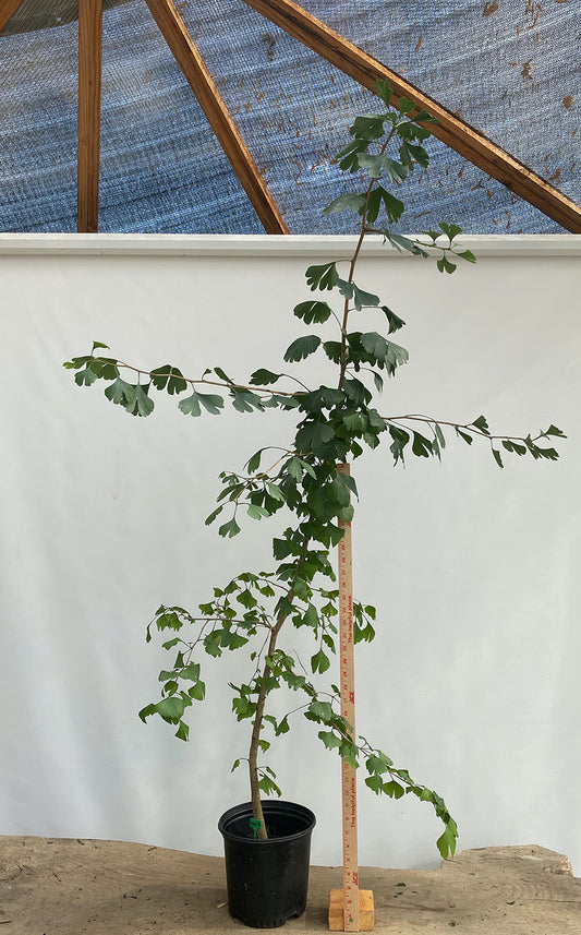 Ginkgo biloba in a gallon pot (GBG-02)
