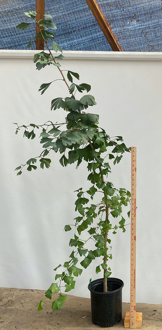 Ginkgo biloba in a gallon pot (GBG-02)