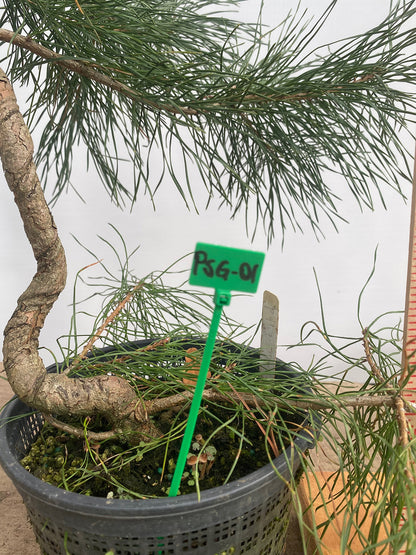 Scots Pine in a 6" basket (PSG-01)