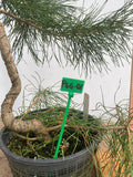 Scots Pine in a 6" basket (PSG-01)