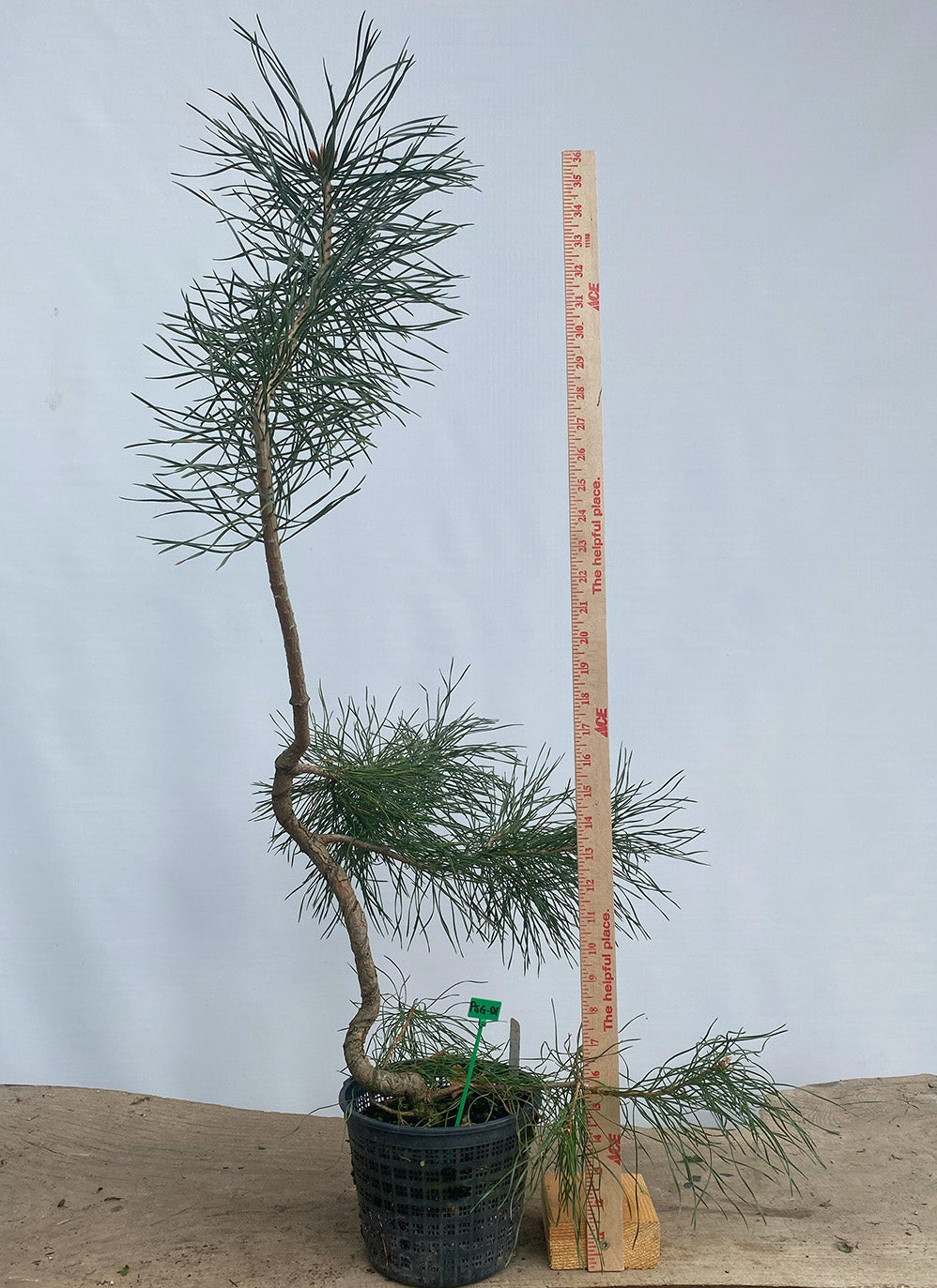 Scots Pine in a 6" basket (PSG-01)