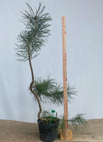 Scots Pine in a 6" basket (PSG-01)