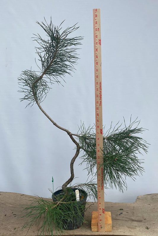 Scots Pine in a 6" basket (PSG-01)