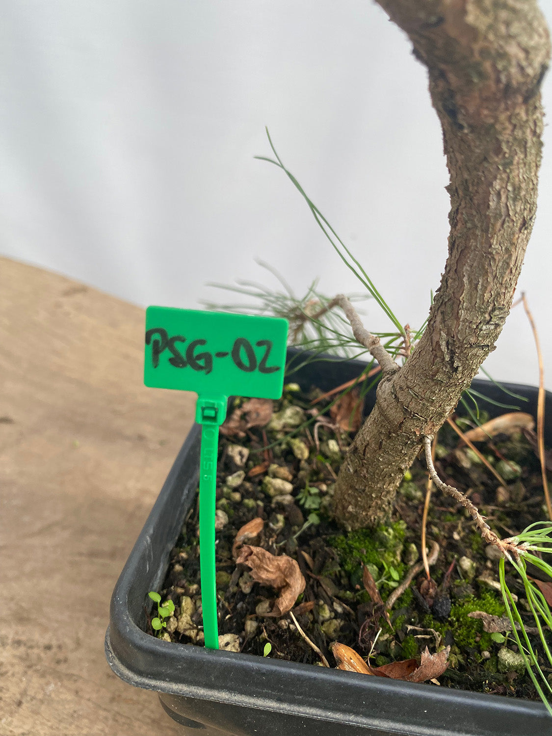 Scots Pine in a 6" pot (PSG-02)