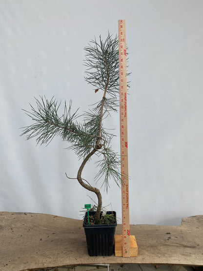 Scots Pine in a 6" pot (PSG-02)