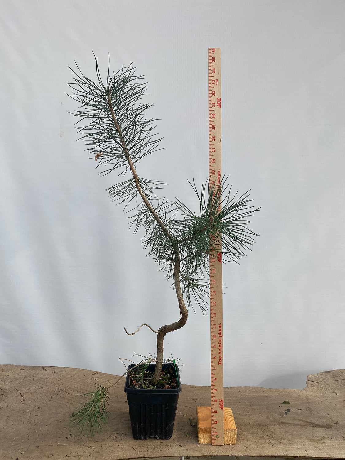 Scots Pine in a 6" pot (PSG-02)