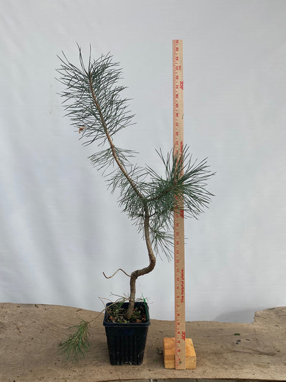 Scots Pine in a 6" pot (PSG-02)