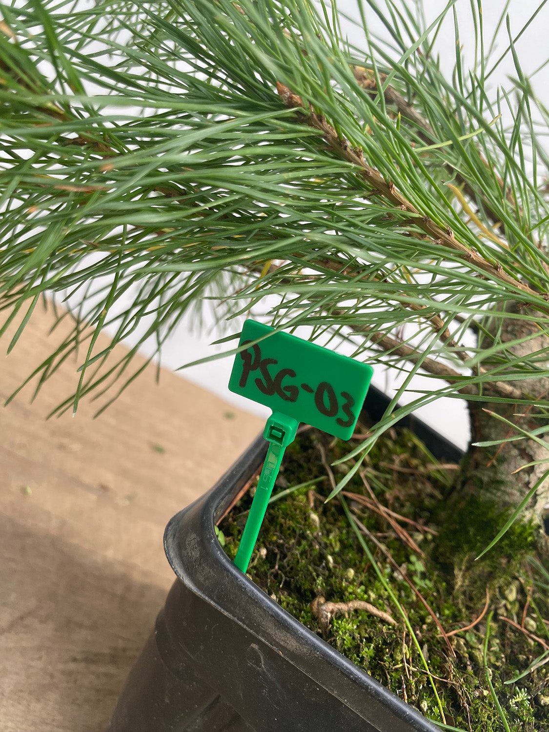 Scots Pine in a 6" pot (PSG-03)