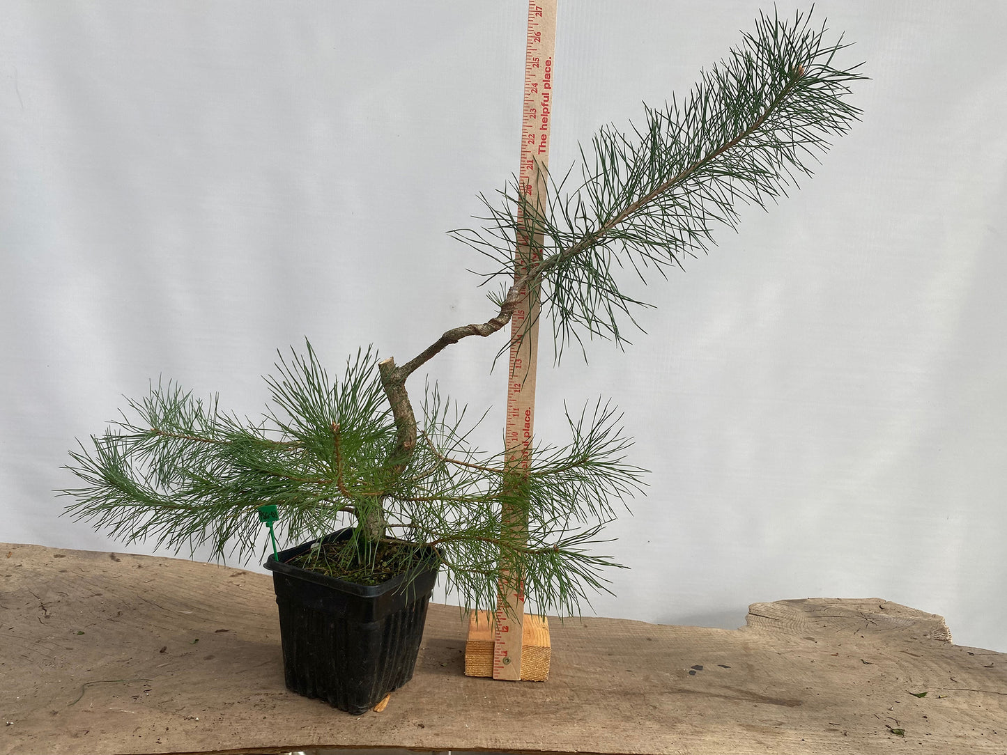 Scots Pine in a 6" pot (PSG-03)