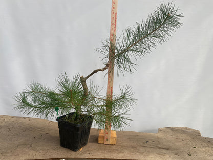 Scots Pine in a 6" pot (PSG-03)
