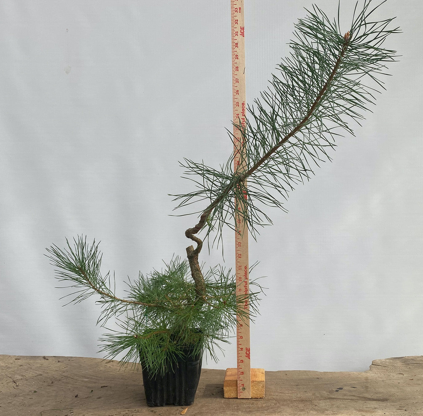 Scots Pine in a 6" pot (PSG-03)