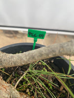 Scots Pine in a gallon pot (PSG-04)
