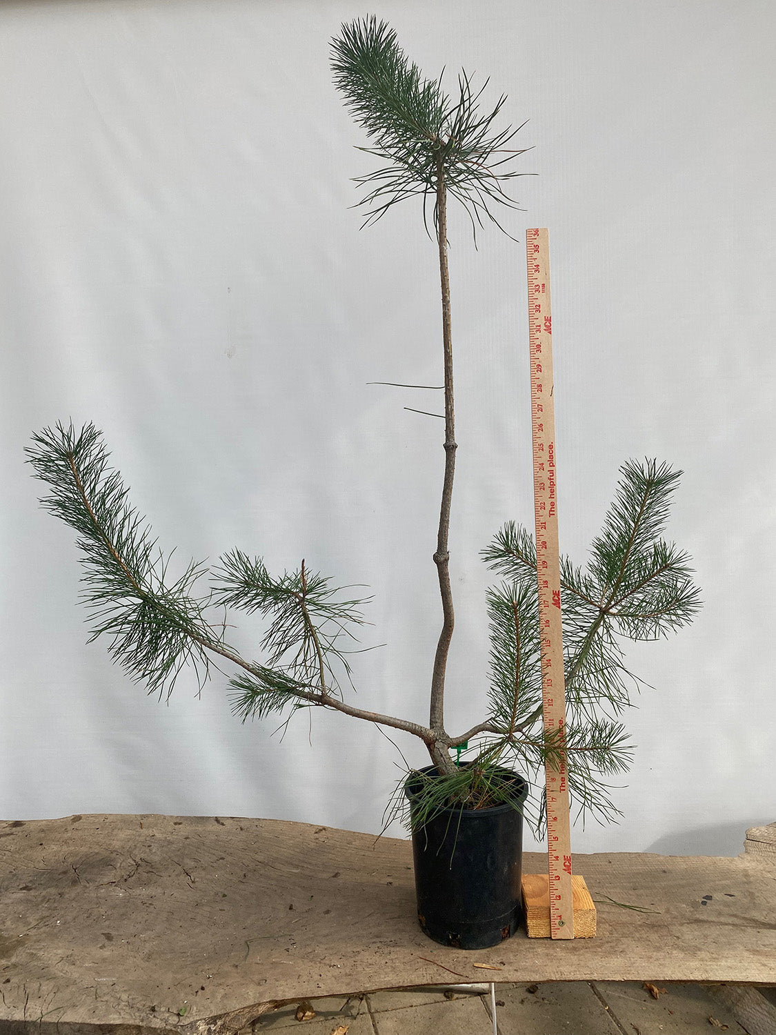 Scots Pine in a gallon pot (PSG-04)