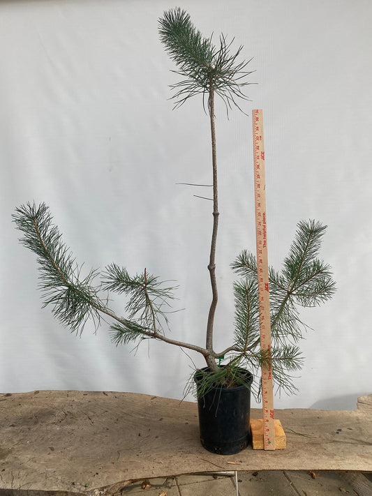 Scots Pine in a gallon pot (PSG-04)
